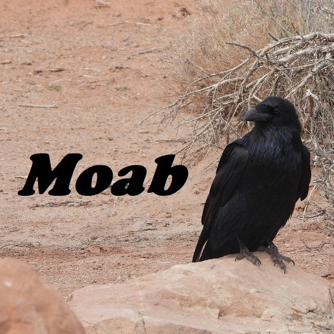Moab Raven